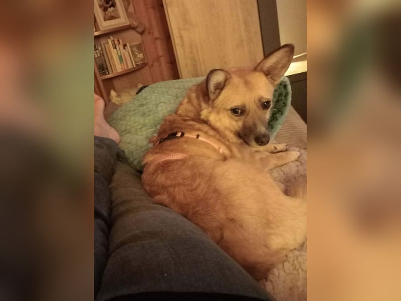 Kleine entzückende Niva sucht ein Zuhause