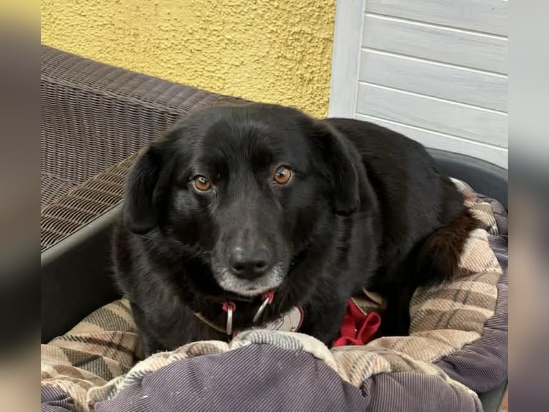 Dagny sucht ein Zuhause