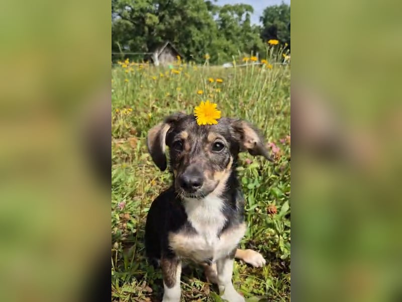 Niedliche kleine Ulla sucht eine Familie