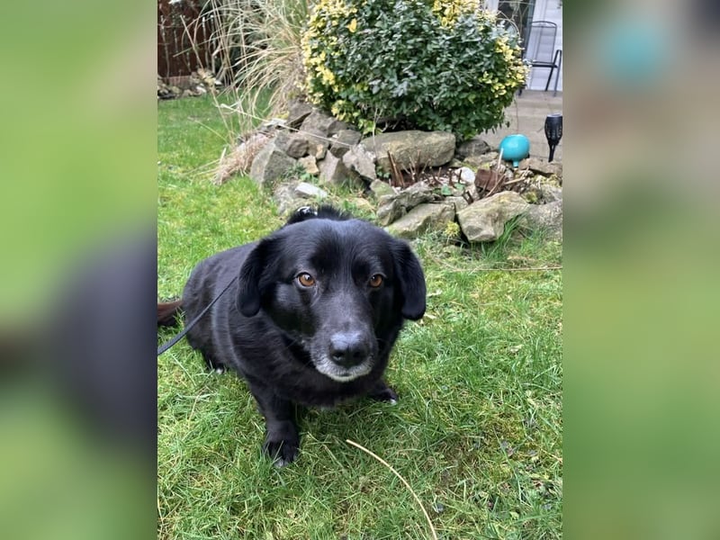 Dagny sucht ein Zuhause