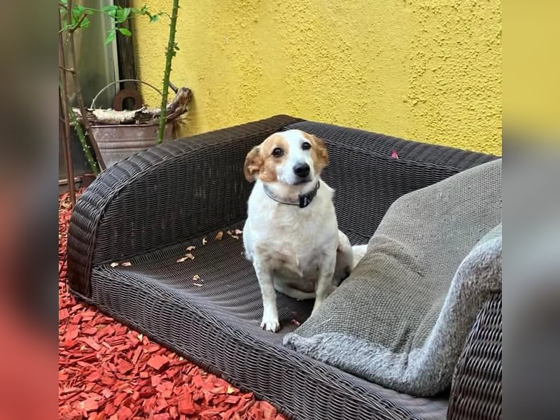 Lieber älterer Rüde Jack sucht ein Zuhause