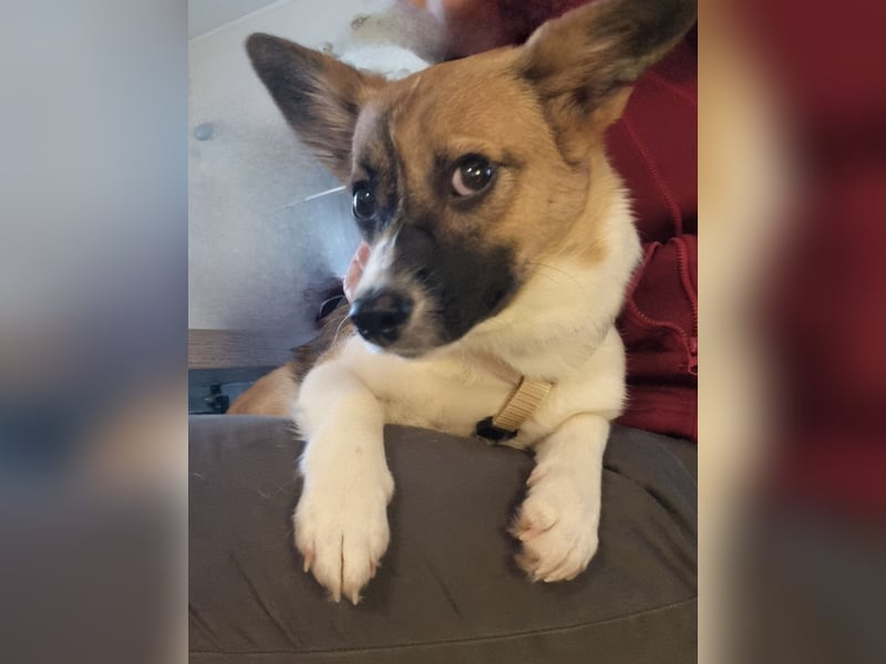 Hundekind Hannah braucht Sicherheit