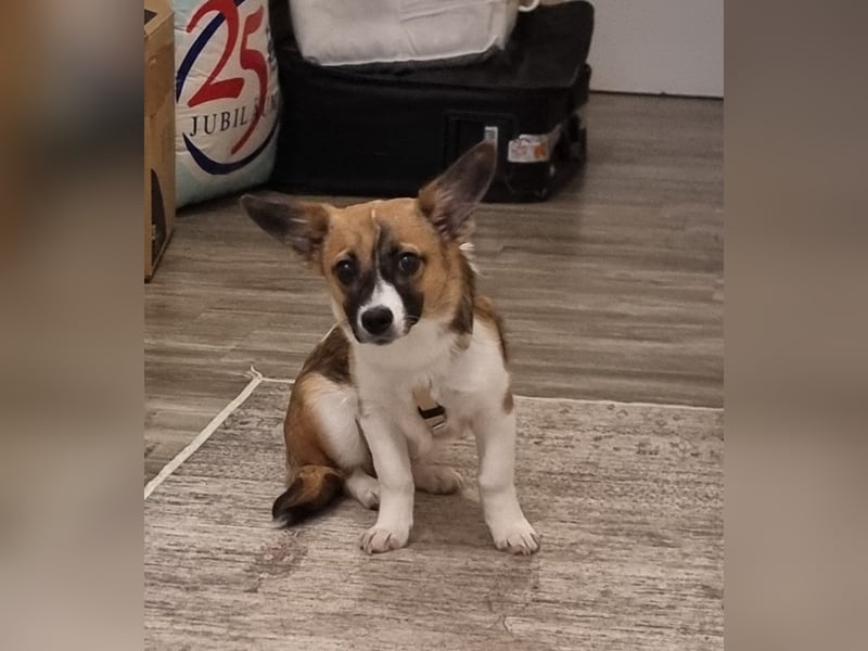 Hannah, kleine Hündin sucht Sicherheit