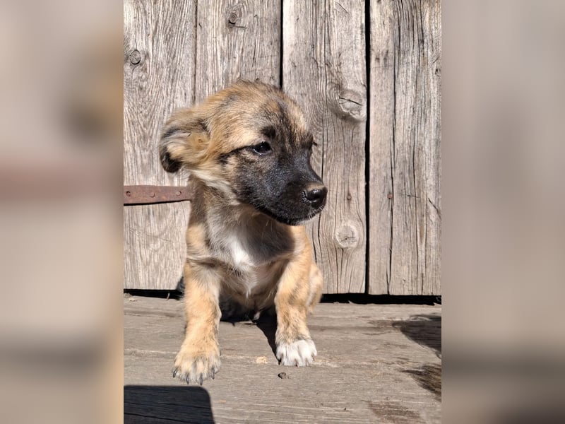 Winston sucht eine Für-immer-Familie