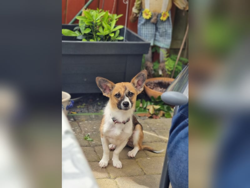 Hannah, kleine Hündin sucht Sicherheit