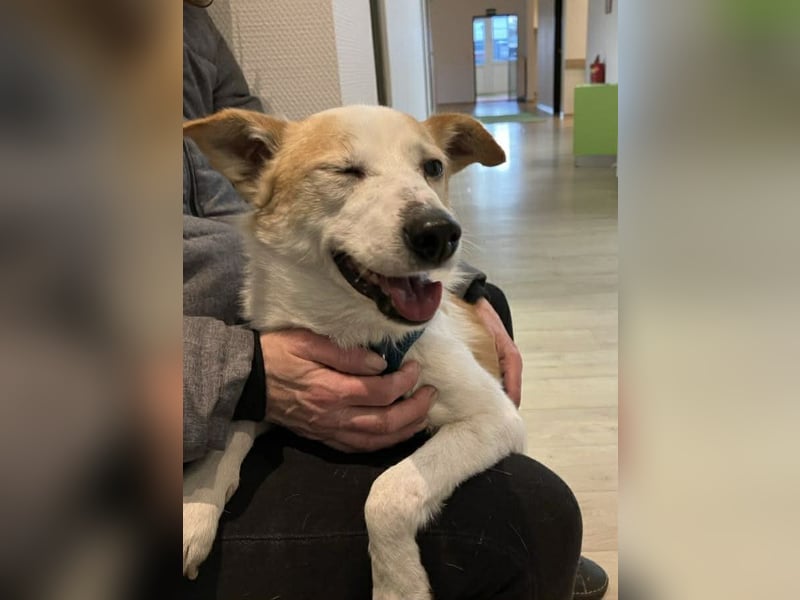 Tinto sucht ein Für-immer-Zuhause