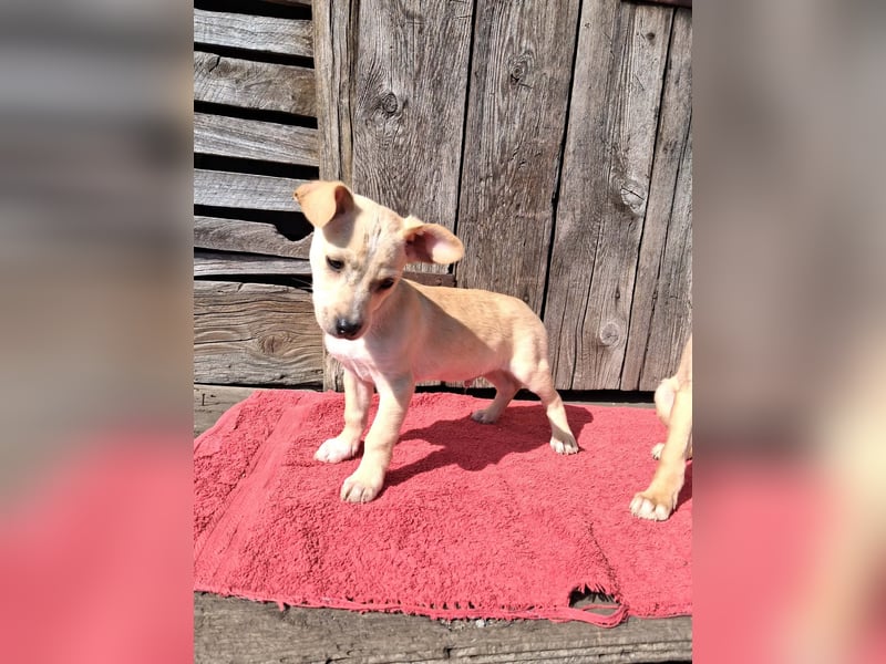 Kleiner süßer Predrag