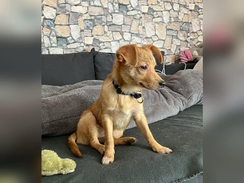 Kleine Merry sucht ein Zuhause