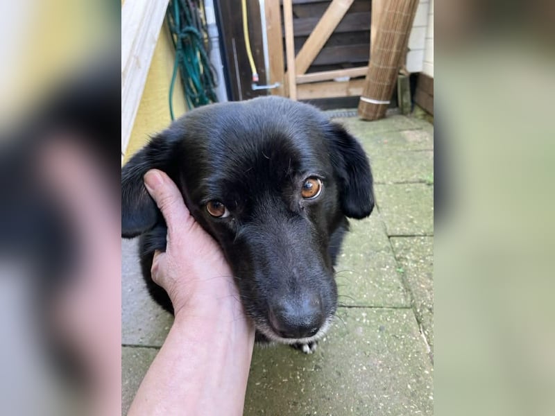 Dagny sucht ein Zuhause