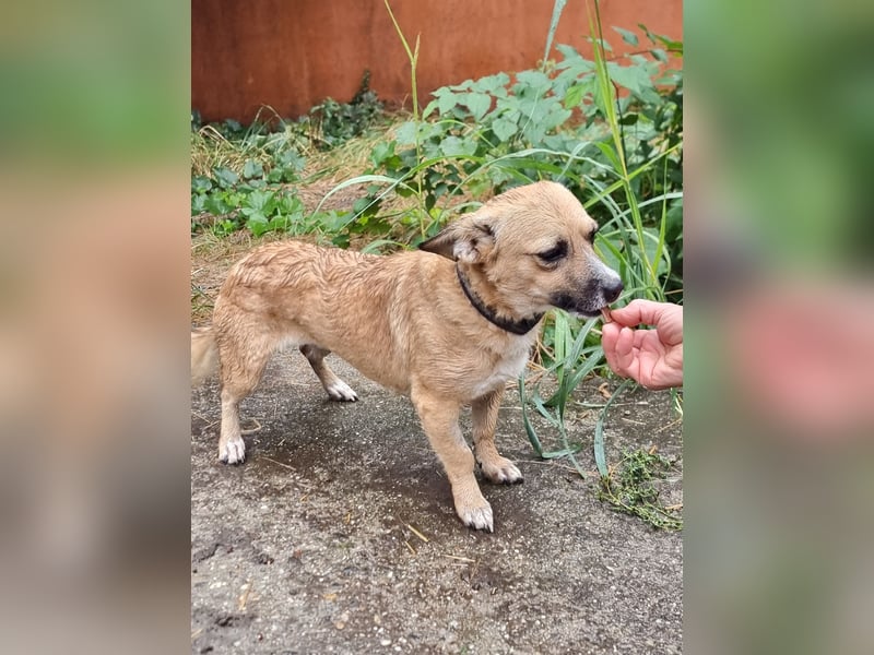 Kleine entzückende Niva sucht ein Zuhause