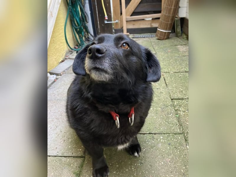 Dagny sucht ein Zuhause