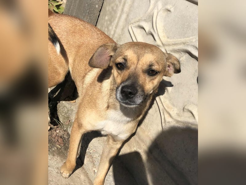 Zauberhafte kleine Rosé