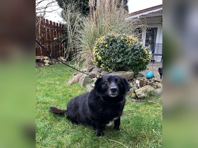 Dagny sucht ein Zuhause
