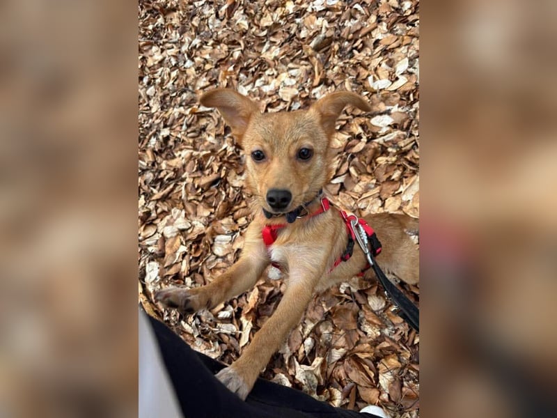 Kleine Merry sucht ein Zuhause