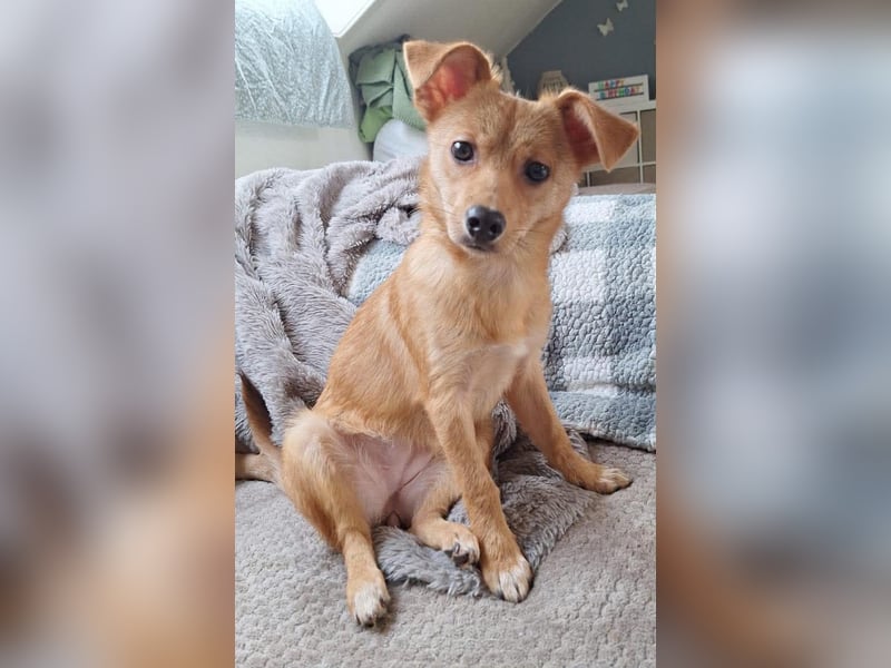 Kleine Merry sucht ein Zuhause