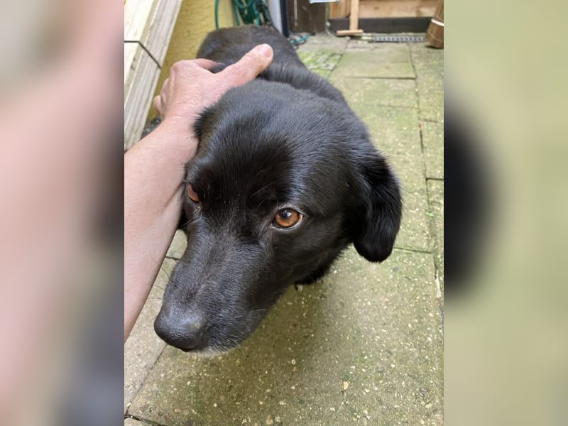 Dagny sucht ein Zuhause