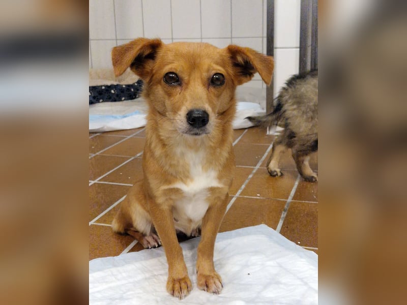 Niedliche Inja in Hennef sucht ein Zuhause