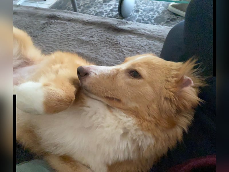 Hübsche Hündin Thora in 57635 Kircheib