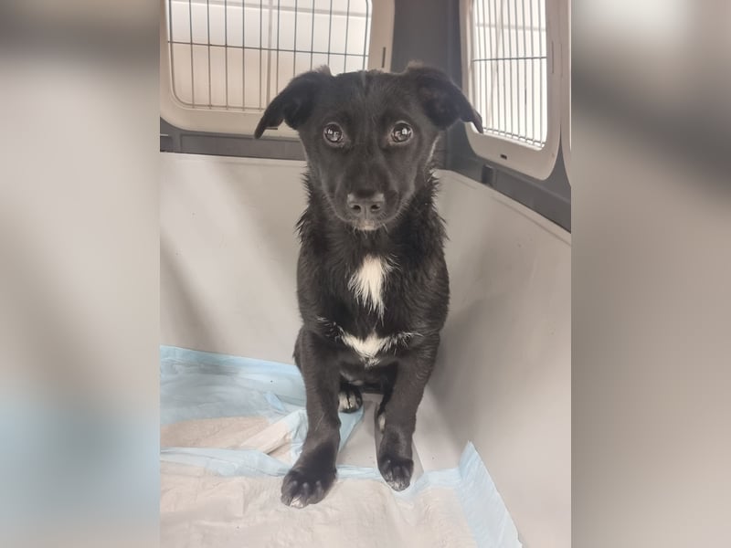 Isra sucht Familien-Anschluss