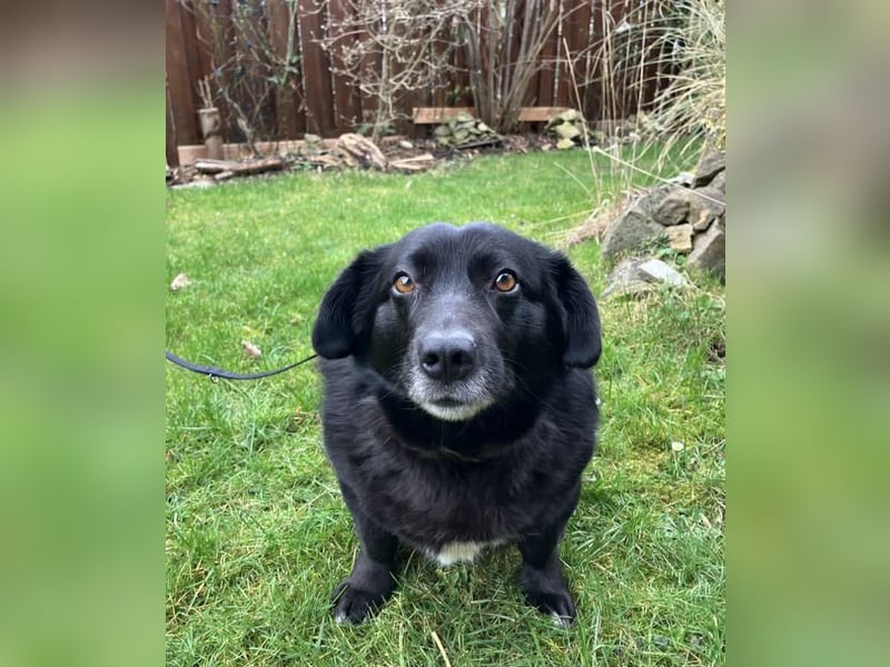 Dagny sucht ein Zuhause