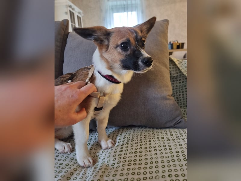 Hundekind Hannah braucht Sicherheit