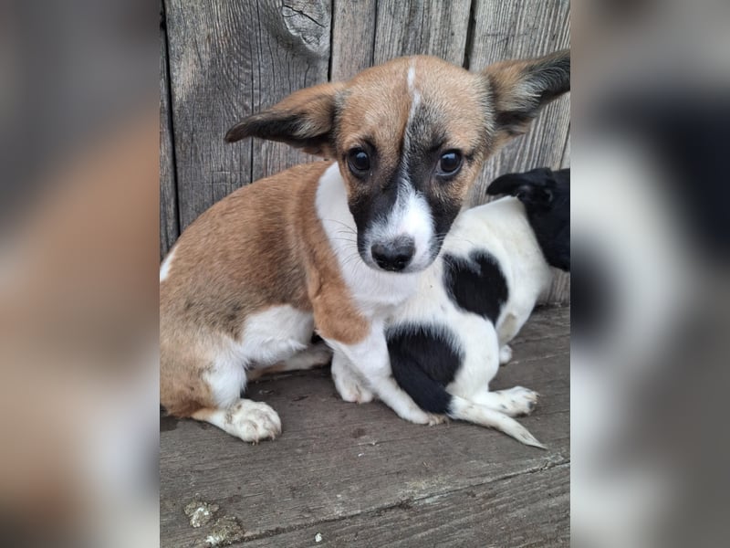 Hundekind Hannah braucht Sicherheit