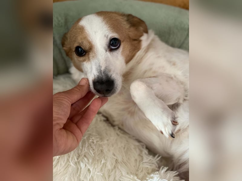 Lieber älterer Rüde Jack sucht ein Zuhause