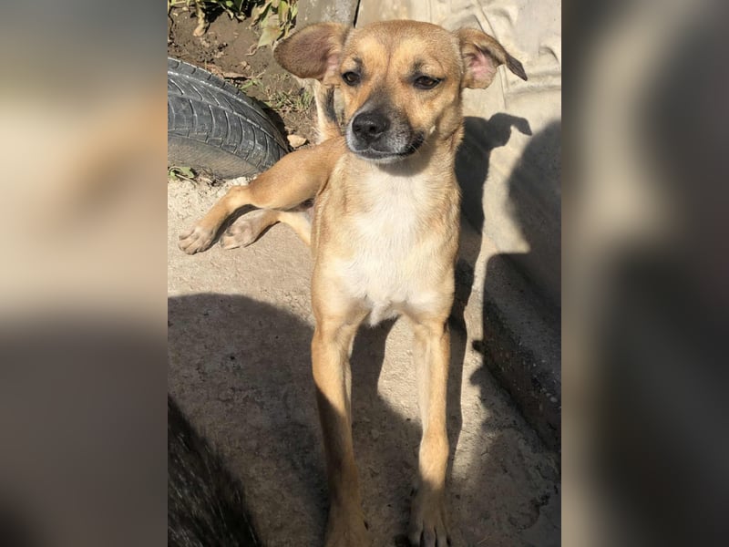 Zauberhafte kleine Rosé