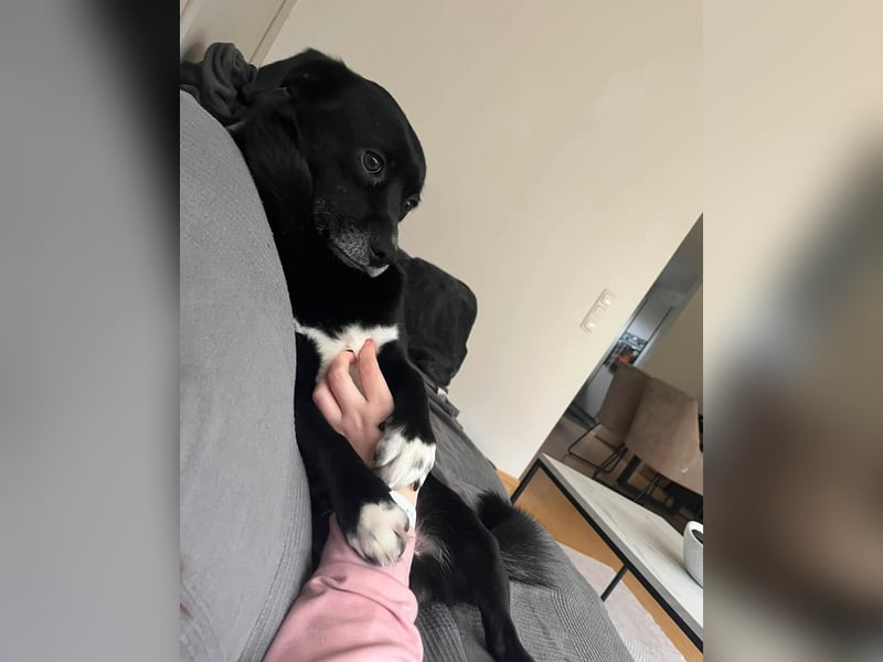 Monty sucht ein Für-immer-Zuhause