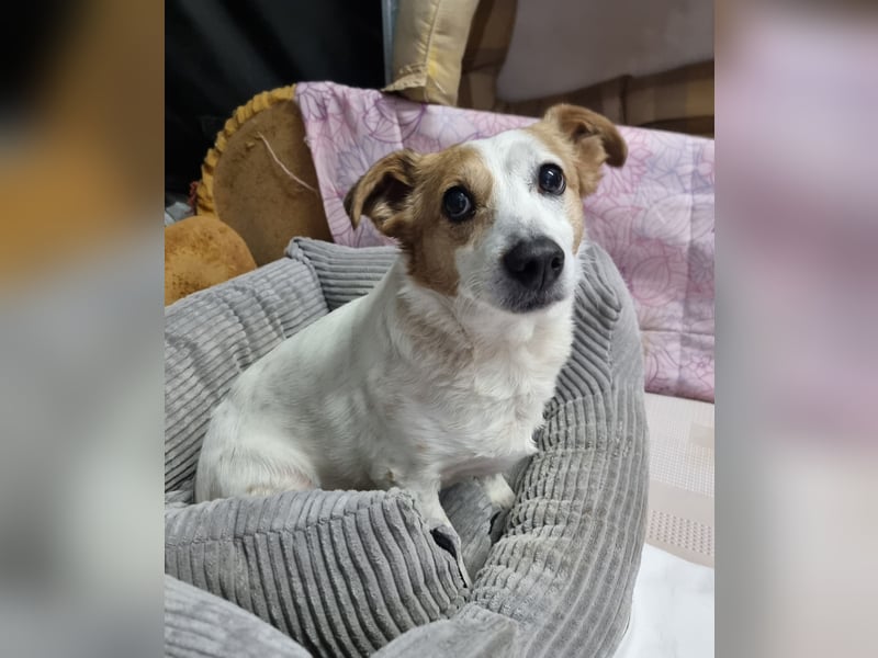 Lieber älterer Rüde Jack sucht ein Zuhause