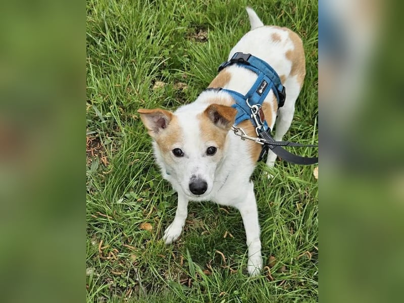 Tinto sucht ein Für-immer-Zuhause