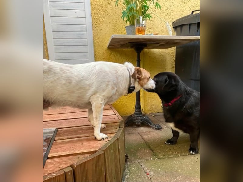 Lieber älterer Rüde Jack sucht ein Zuhause