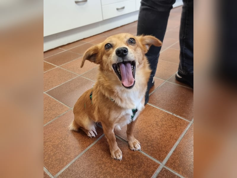 Niedliche Inja in Hennef sucht ein Zuhause