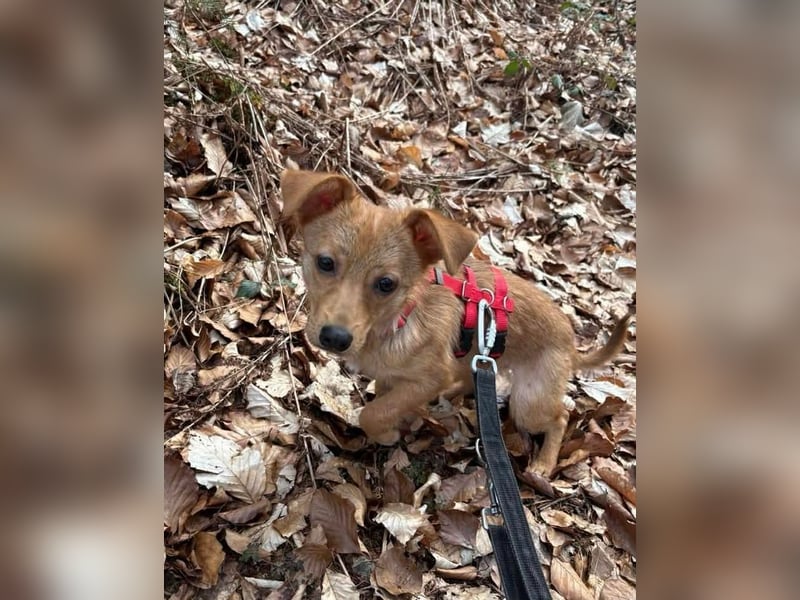 Kleine Merry sucht ein Zuhause