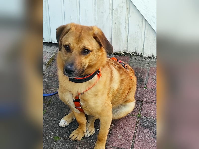 Tinto sucht ein neues Zuhause