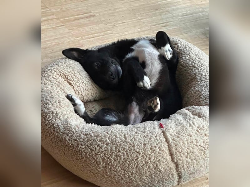 Monty sucht ein Für-immer-Zuhause