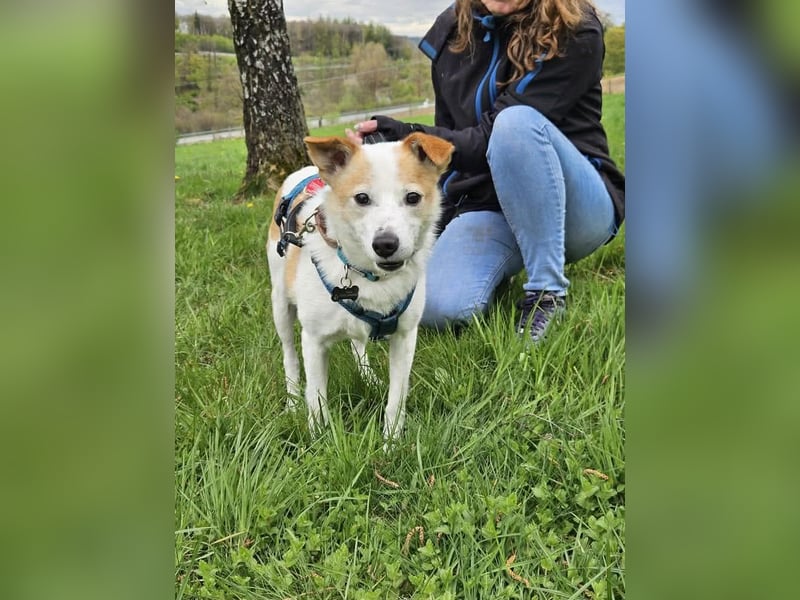 Tinto sucht ein Für-immer-Zuhause