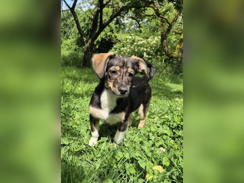Niedliche kleine Ulla sucht eine Familie