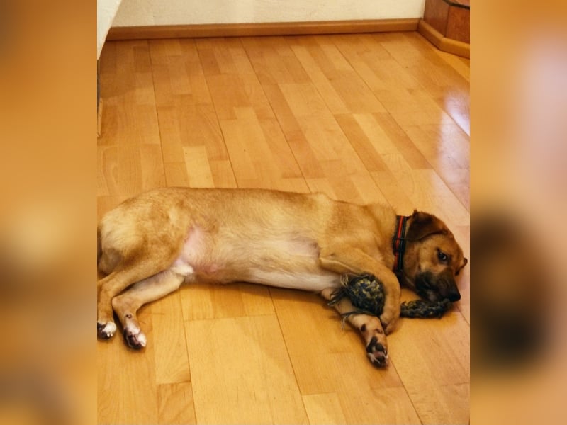Tinto sucht ein neues Zuhause