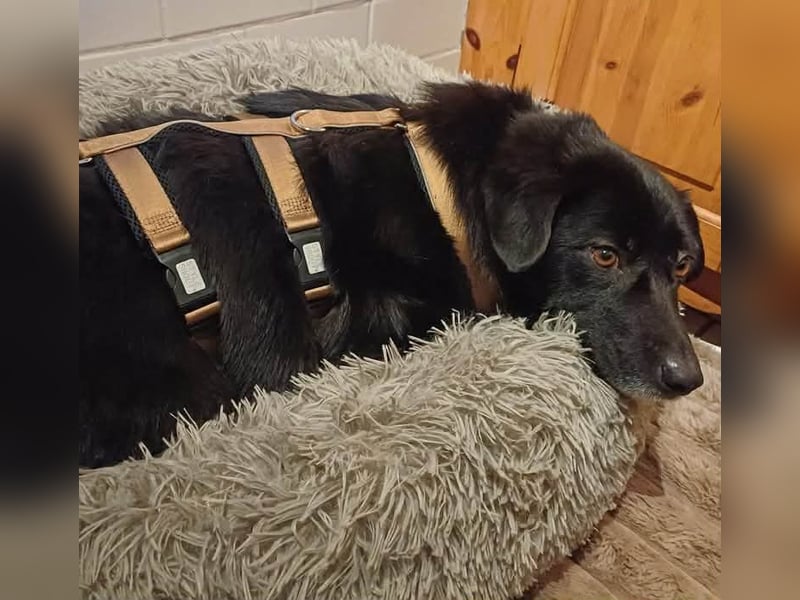 Dagny sucht ein Zuhause