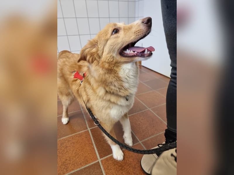 Hübsche Hündin Thora in 57635 Kircheib