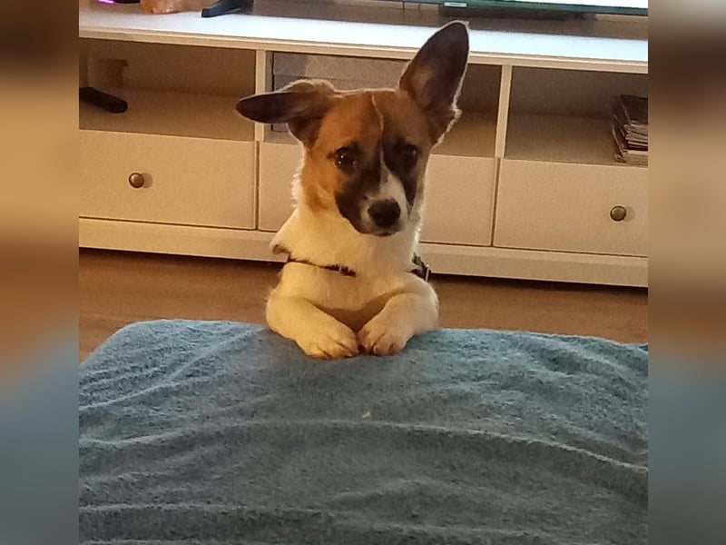 Hannah, kleine Hündin sucht Sicherheit