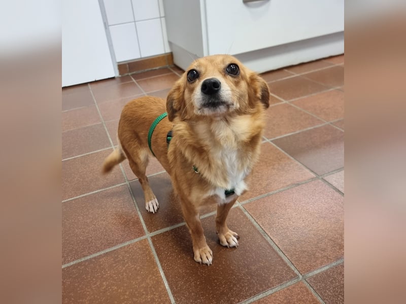 Niedliche Inja in Hennef sucht ein Zuhause