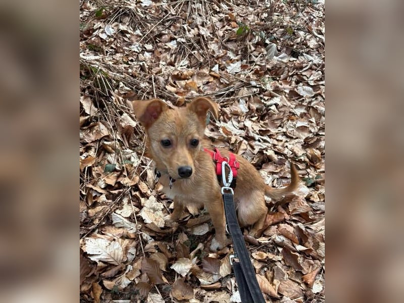 Kleine Merry sucht ein Zuhause