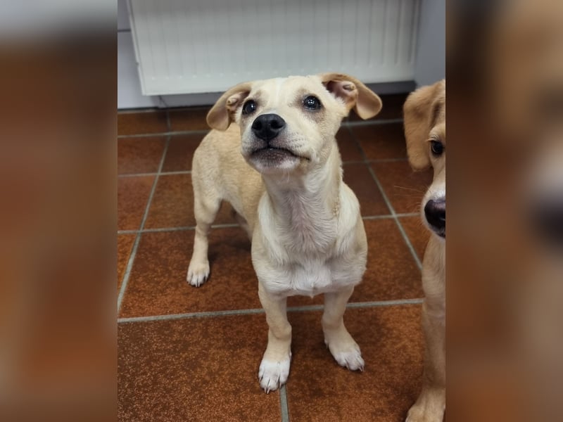 Kleiner süßer Predrag