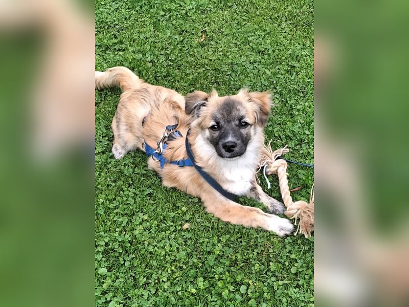 Niedlicher kleiner Wesley