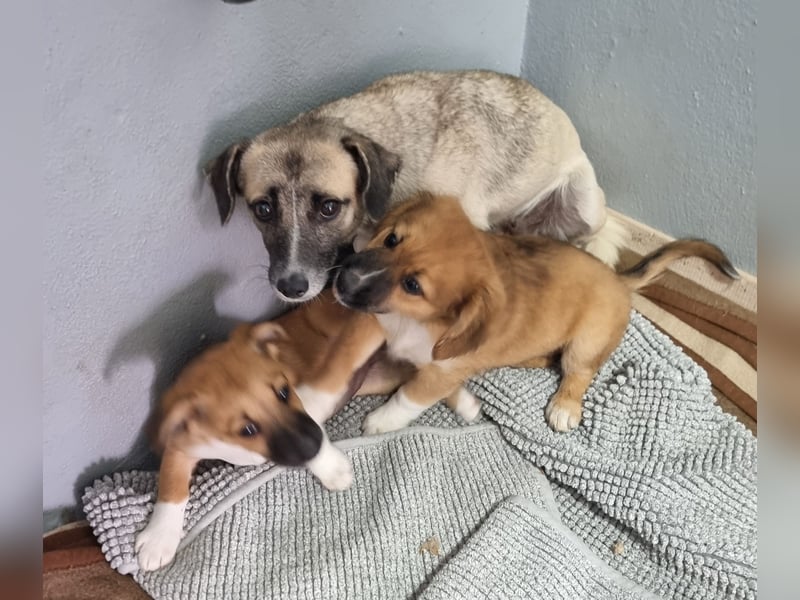 Cosy hatte kein einfaches Leben