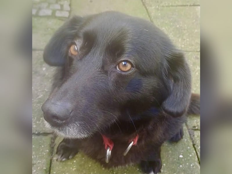 Dagny sucht ein Zuhause