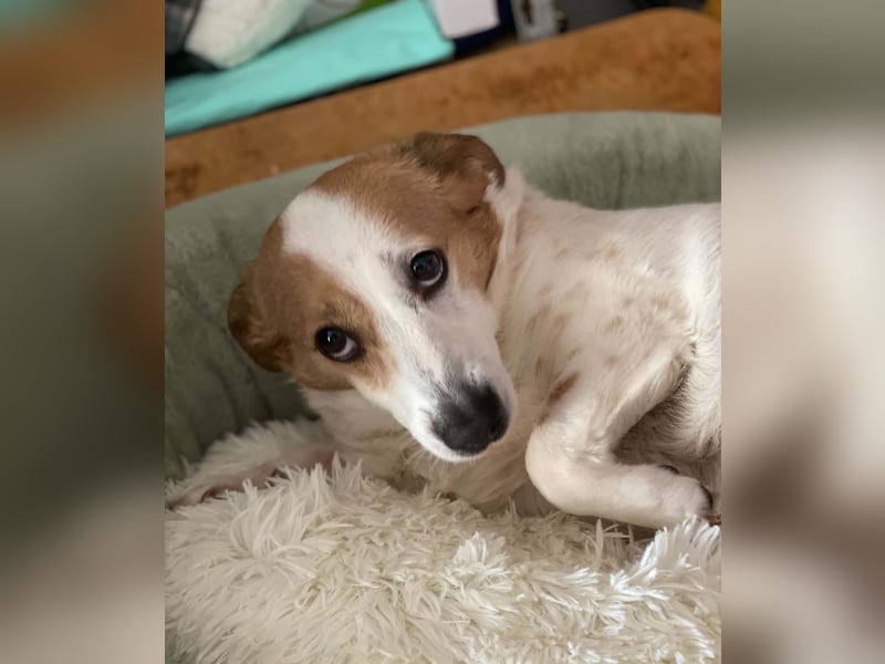 Lieber älterer Rüde Jack sucht ein Zuhause