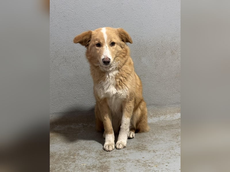 Hübsche Hündin Thora in 57635 Kircheib